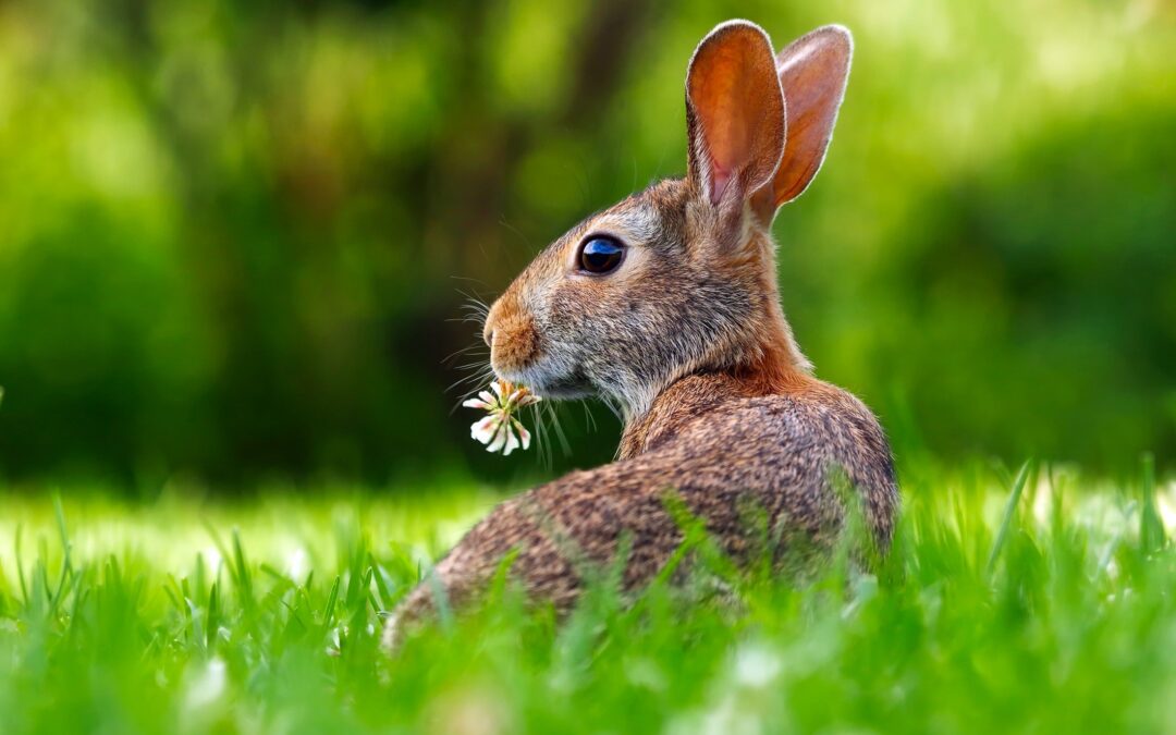 Año Nuevo Chino regido por el Conejo